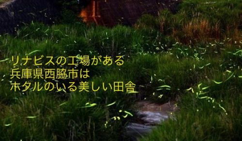 hotaru